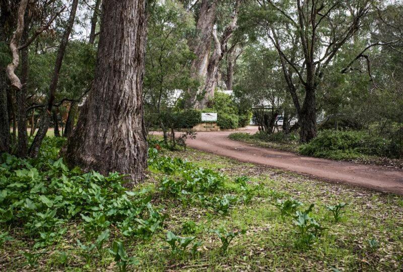 Inn The Tuarts Guest Lodge Busselton Accommodation - Adults Only מראה חיצוני תמונה